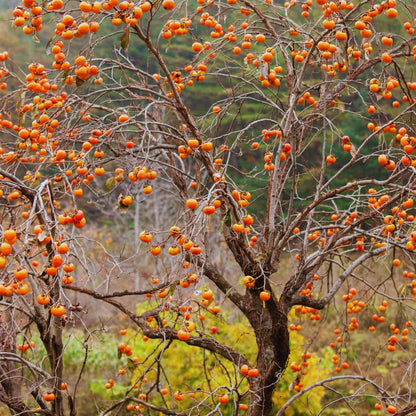 Persimmon Tree Live Plant, 6 to 12 Inches Tall Size Plant, Quart Pot, Dormant in Winter