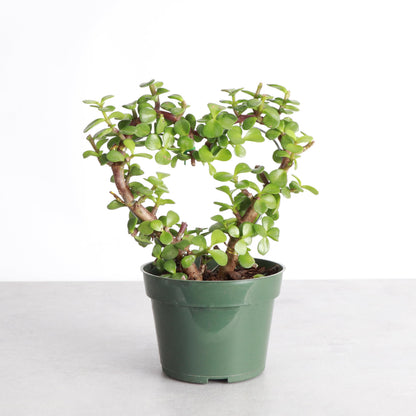 Thorsen's Greenhouse, Heart-Shaped Jade Bonsai Plant, Live Indoor Plant, Gift, Succulent Plant, 4-inch Diameter Pot (Nursery Pot)
