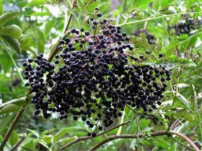 Black Elderberry Tree - 6-12" Tall Live Plant - Quart Pot - Antioxidant-Rich Berry Fruit Shrub - Sambucus Canadensis