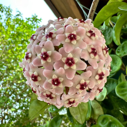 Hoya Plant, Hoya Live Plant, Rare Hoya House Plant Live 4 to 7 Inches Height, No Pot, Vine Hoya Plant