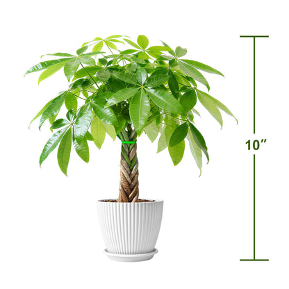 Sprout N Green 8-10" Money Tree with 5 Lucky Braid, Live Plant with White Stripe Pot, Decoration for Indoor Home Office Tabletop Windowsill Side Table, Housewarming Christmas Gift