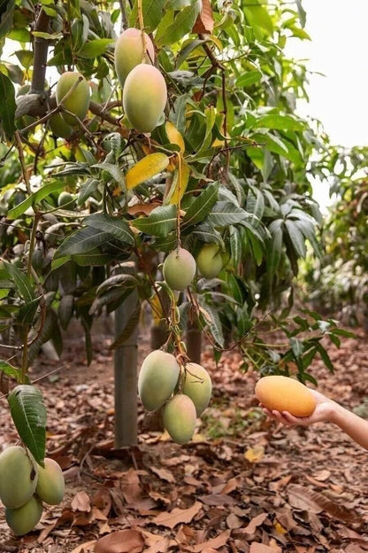 Live Plant - Grafted (Pineapple) Mango 2'-3'