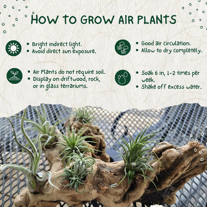 Tillandsia Air Plants, Live Succulents Indoor Plants, Assorted Airplants Variety for Decoration, Terrariums, and Office (12)