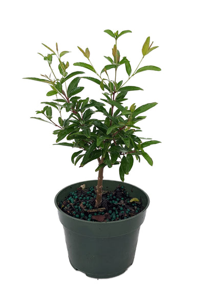 Dwarf Pomegranate Plant - Punica - Bonsai/Houseplant/Outdoors - Edible - 4" Pot