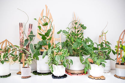 Treleaf Zella Regular Starter Kit – Wooden Extendable Plant Trellis for Indoor Climbing Houseplants – Modular Plant Support with 2 Bases + 2 Extensions - Moss Pole Alternative