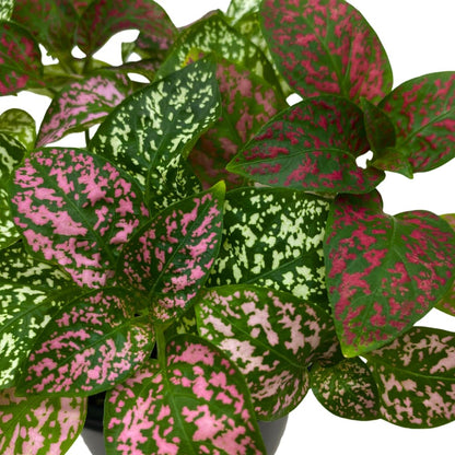 BubbleBlooms Polka-dot-Plant in a 4 inch Pot, Hypoestes phyllostachya Tricolor Red Pink and White