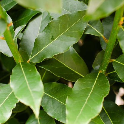 Live Plant - Laurus nobilis Bay Leaf Tree Bay Laurel Sweet Bay Rooted Small Starter Plant!
