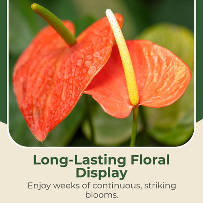 Lace Leaf Anthurium aren't You Orange Plant - Compact Anthuriums Live Plants for Indoors & Outdoors - Versatile & Adaptable Anthurium Flowering Plants - Ideal for Tabletops, Desks, and Indoor Spaces