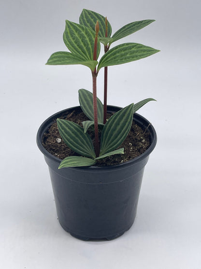 BubbleBlooms Peperomia Puteolata in a 4 inch Pot Stilt Parallel Peperomia