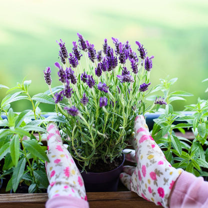 2 French Lavender Plants Live Outdoor Indoor, in 4" Pots, Cold Hardy Fragrant Perennial Herb for Garden and Landscape, 4-8 Inch Tall