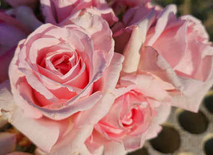Ma Cherie Roses, Brides Dream Rose Bush, Rose Bushes Ready to Plant, 2 Quart Pot, Live Plants Outdoor, Plant Gifts, Roses, Perennial Plants, Outdoor Plants Live (Light Pink - Brides Dream)