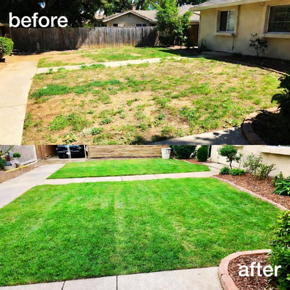 10000 Zoysia Grass Seed, Zoysia Emerald Grass Seeds for Lawn, Soft Texture and Drought Tolerant Grass Seed