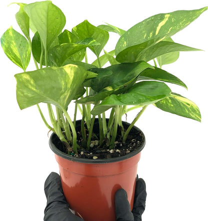 Live Snake Plant & Pothos Plant Bundle - Epipremnum aureus Golden Pothos and Snake Plant Sansevieria Superba Trifasciata - ragnaroc Tropical Plant 5-8” Tall - 2ct Live Arrival Guaranteed