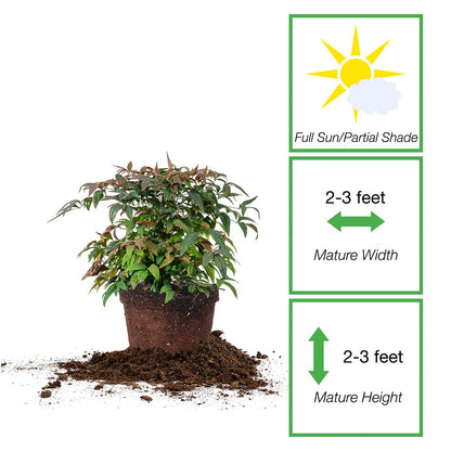PERFECT PLANTS Firepower Nandina 3 Gal. Pot | Heavenly Bamboo | Low Maintenance | Eye Catching Green and Blush Pink Foliage