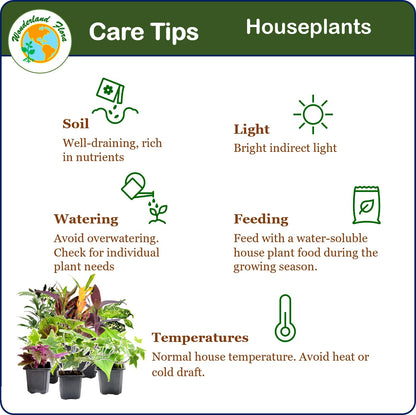 6PK 3” Pot Live Plant Collection, No Duplicates for up to Three Packs (18 Plants), Live Indoor Houseplants, Live House Plants, Easy to Grow, Indoor Gardening, Home, Office Décor, Gifts