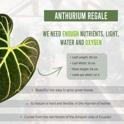 LEAL PLANTS ECUADOR Anthurium Regale (Pack of 2) - Live Tropical Houseplant for Air Purification | Elephant Ear Leaf Plant | Unique Gift for Plant Lovers