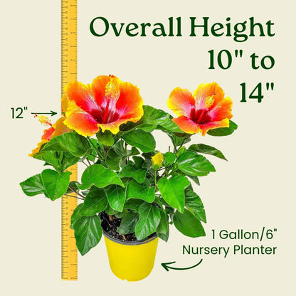 Fiesta Hibiscus Bush - Live Hibiscus Flowering Plant - Tropical Flower Plant - 1 Gallon Planter - Overall Height 10" to 14" - Tropical Plants of Florida