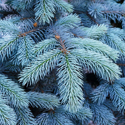Brighter Blooms - Colorado Blue Spruce Tree, 1-2 ft. - No Shipping to AK, AZ, HI