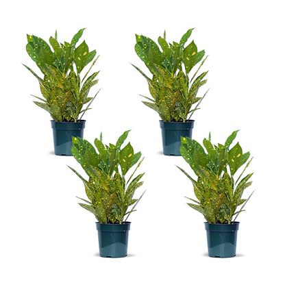 4 Pack Live Croton Gold Dust, Indoor Potted Houseplant, Housewarming Gift, Plant Lover Gift, Christmas Gift, Birthday Gift, Office Plant in 4" Pot