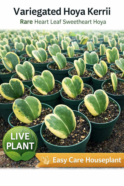 Hoya Kerrii Variegata Live Plant – Rare Variegated Sweetheart Hoya with Heart-Shaped Leaves, Easy Care Indoor Houseplant, Collector Tropical Plant