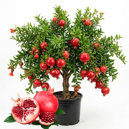 Wonderful Pomegranate Live Plant, Sweet Pomegranate Seedlings from 4 to 6 Inches Tall, Red Fruit Tree for Patios and Gardens