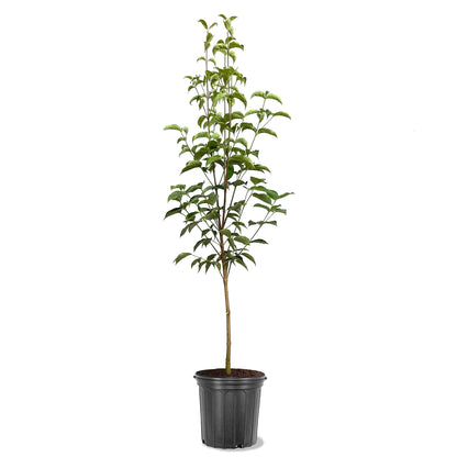 Aurora White Kousa Dogwood Tree, Stunning Bloom Beauty, Year-Round Appeal, 2-3 ft Tree Height, 3 Gallon Nursery Pot (Due to Agricultural Laws, we Cannot Ship to CA, AZ, AK, or HI)