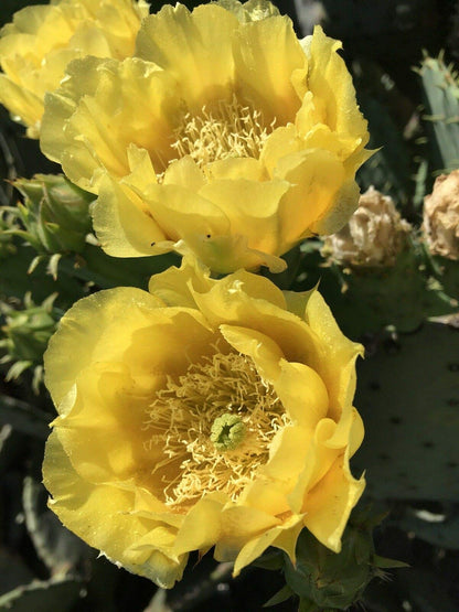 Live Opuntia Prickly Pear Cactus Winter Hardy - One Pad