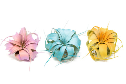 Colorful Mini Tillandsia Xerographica Air Plants in Custom Vibrant Tones - (Hawaiian Sunset, Pack of 3)