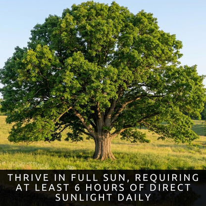 3 White Oak Trees for Planting – Quercus alba – Fast Growing Shade Trees – Hardy Landscape Oaks with Beautiful Fall Color (3 Trees) - Beautiful Fall Color, Long Lived