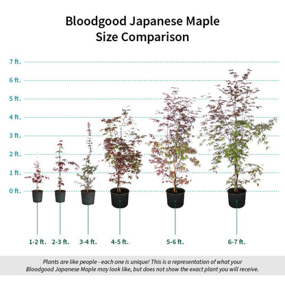 Brighter Blooms - Bloodgood Japanese Maple Tree, 3-4 ft. - No Shipping to AK, AZ, HI