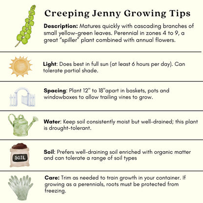 Clovers Garden Creeping Jenny Goldi Plants Two (2) Live Plants – Non-GMO - Not Seeds - Each 4" to 8" Tall – in 4" Inch Pots - Lysimachia, Perennial, Cascading