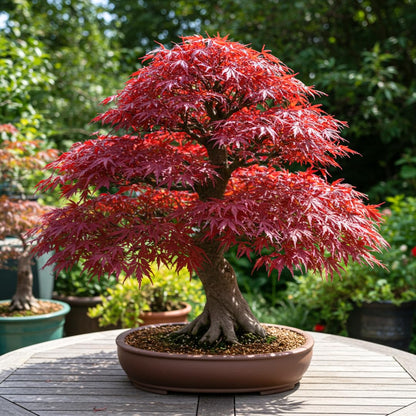 Bonsai Tree Seeds, Japanese Red Maple | 20+ Seeds | Highly Prized for Bonsai, Japanese Maple Tree Seeds (ACER palmatum) 20+Seeds
