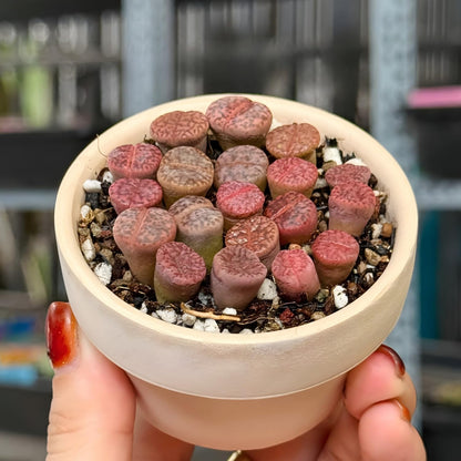 Pack of 30 Live Small Exotic Lithops Live Plants | Perfect for Lithops Starter, Great Terrarium Addition | Bare Root Without Soil or Pot, Easy to Grow and Ideal for Indoor/Outdoor Display