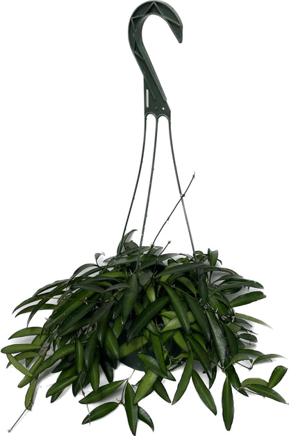 Hoya Wayetii Captivating Wax Plant - Air Purifing Live Plant - Hoya Plants Live Houseplants - Available in 2" Pot, 4" Pot and 6" Hanging Pot - Ships from CA (4" Pot, 2 Plants)