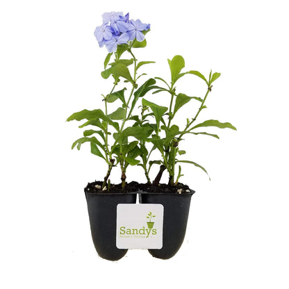 Sandys Nursery Online Plumbago Auriculata Perennial Shrub, Imperial Blue Flower, Lot of 2 Starter Plants