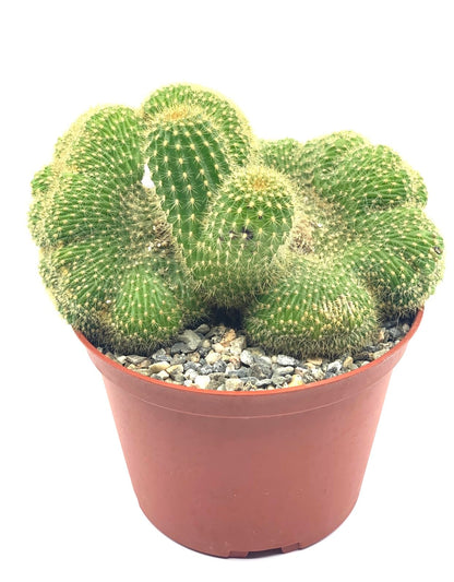 8" Rare Large Live Cactus Succulent Plant - Trichocereus Huascha Crested, Hardy/Drought Tolerant, Easy to Grow Indoor/Outdoor