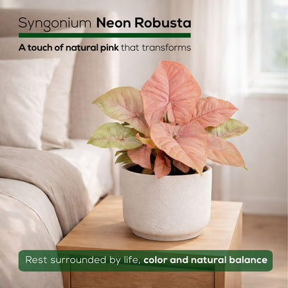 Syngonium Neon Robusta Plant (4 Pack) Live Starter Plants, Pink Arrowhead Vine Houseplants, Easy Care Indoor Tropical Plants Live, Colorful Foliage Plants