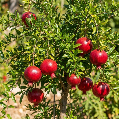 Red Pomegranate Plant Live, Cold Hardy Pomegranate Tree Live Plants for Home Garden, Edible Fruit Trees from 4 to 6 Inches Tall