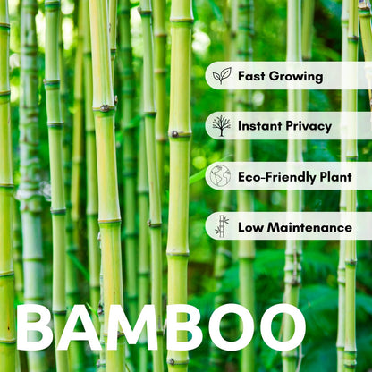 1,000+ Fresh Giant Bamboo Seeds for Planting - Quick Growth and Winter Hardy Privacy Screen, Good for Environment