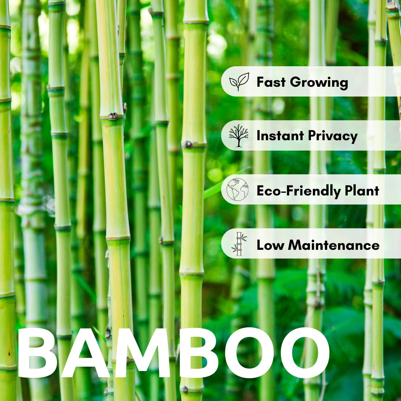 500+ Fresh Giant Bamboo Seeds for Planting - Quick Growth and Winter Hardy Privacy Screen, Good for Environment