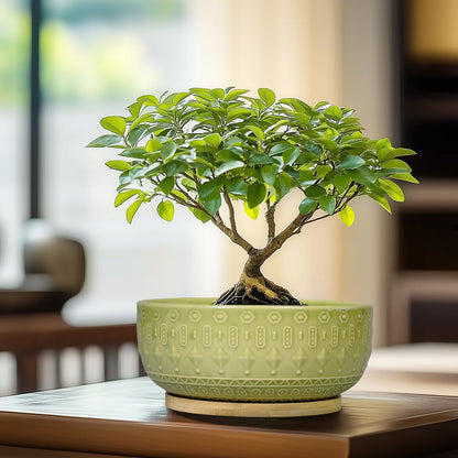 Fivepot Bonsai Tree Pot - 8 Inch Ceramic Succulent Pots with Drainage Hole and Saucer, Boho Round Shallow Planter Bowl for Indoor Plants Flower, Office Decor, Gifts for Women & Men, Green