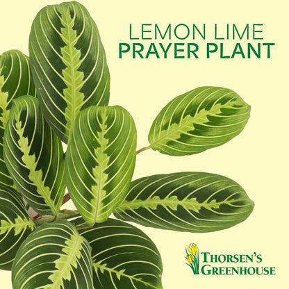 Thorsen's Greenhouse Lemon Lime Prayer Plant, Live Indoor Plant, Pet Friendly, Attractive Houseplant, Lemon Maranta, Natural Air Purifier, Easy to Grow, 4" Diameter Pot (Sage)