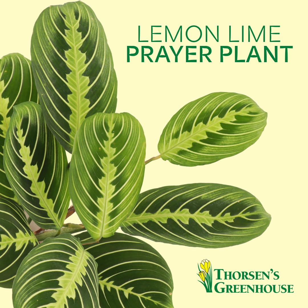 Thorsen's Greenhouse Lemon Lime Prayer Plant, Live Indoor Plant, Pet Friendly, Attractive Houseplant, Lemon Maranta, Natural Air Purifier, Easy to Grow, 4" Diameter Pot (Copper)