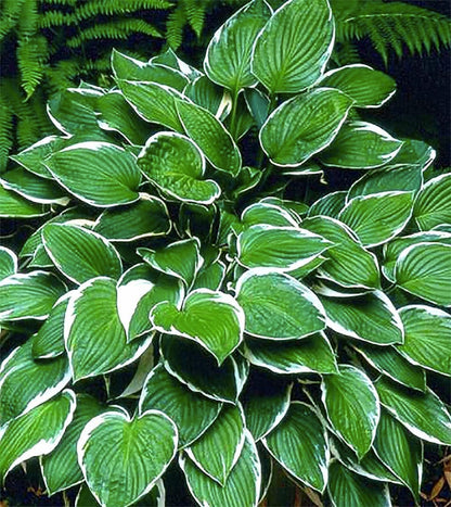 August Moon Hosta - Shade Plant, 20" Tall 42" Wide, Lush Green Foliage, Ideal for Low Light Areas, Low Maintenance, Perfect for Garden Beds & Shade Gardens