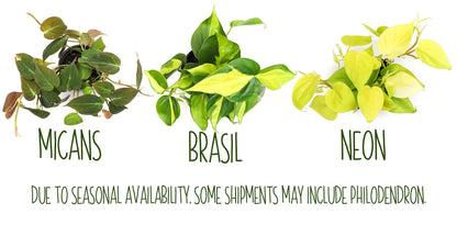 Altman Plants, Live Pothos Plants (4PK) Indoor Plants Live Houseplants, Pothos Live Plant House Plants Indoors Live Plants, Money Plant Indoor Pothos Plant Decor, Devils Ivy Trailing Plants Live
