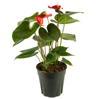 American Plant Exchange Live Anthurium with Red Blooms, Flamingo Flower, Laceleaf, Plant Pot for Home and Garden Decor, 6" Pot