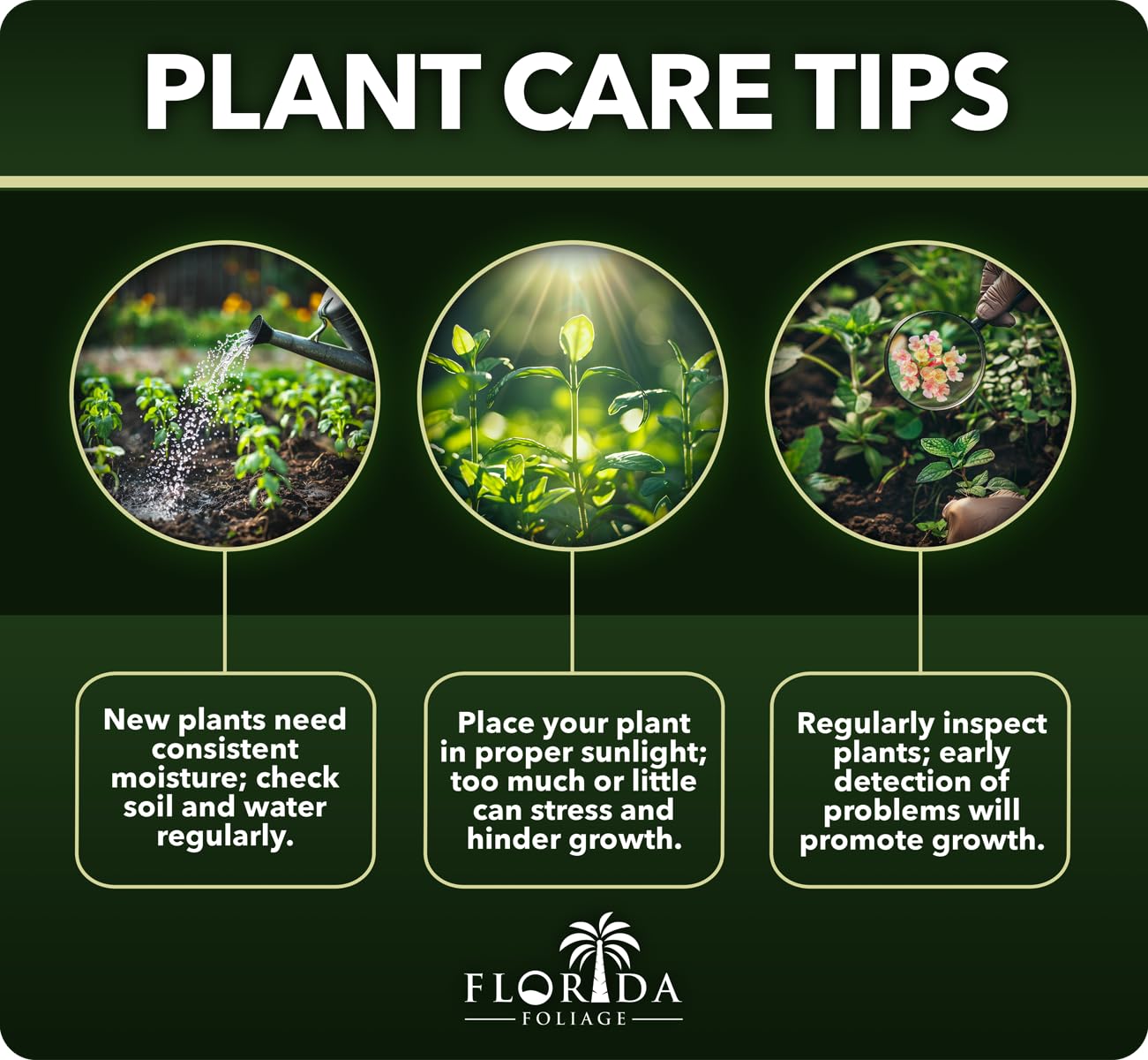 Thuja Arborvitae Green Giant - 5 Live Quart Size Plants - Evergreen Privacy Trees