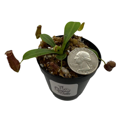Nepenthes 'Briggsiana' (N.Lowii x N.Ventricosa Red) Tropical Carnivorous Pitcher Plant in 2" Pot