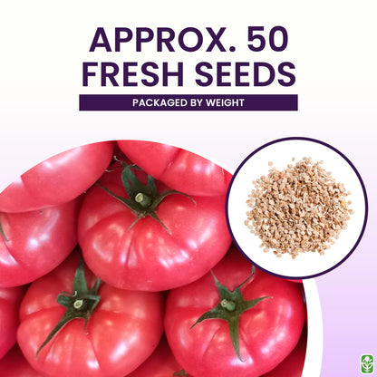Pink Brandywine Tomato Seeds for Planting – Heirloom, Large & Juicy – One of the Most Delicious Tomatoes for Home Growing – Vegetable Seeds for Planting - Grown in the USA