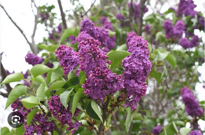 Live Plant - Congo LilacSyringa VulgarisSmall Well Rooted Starter Plant4-8” Tall